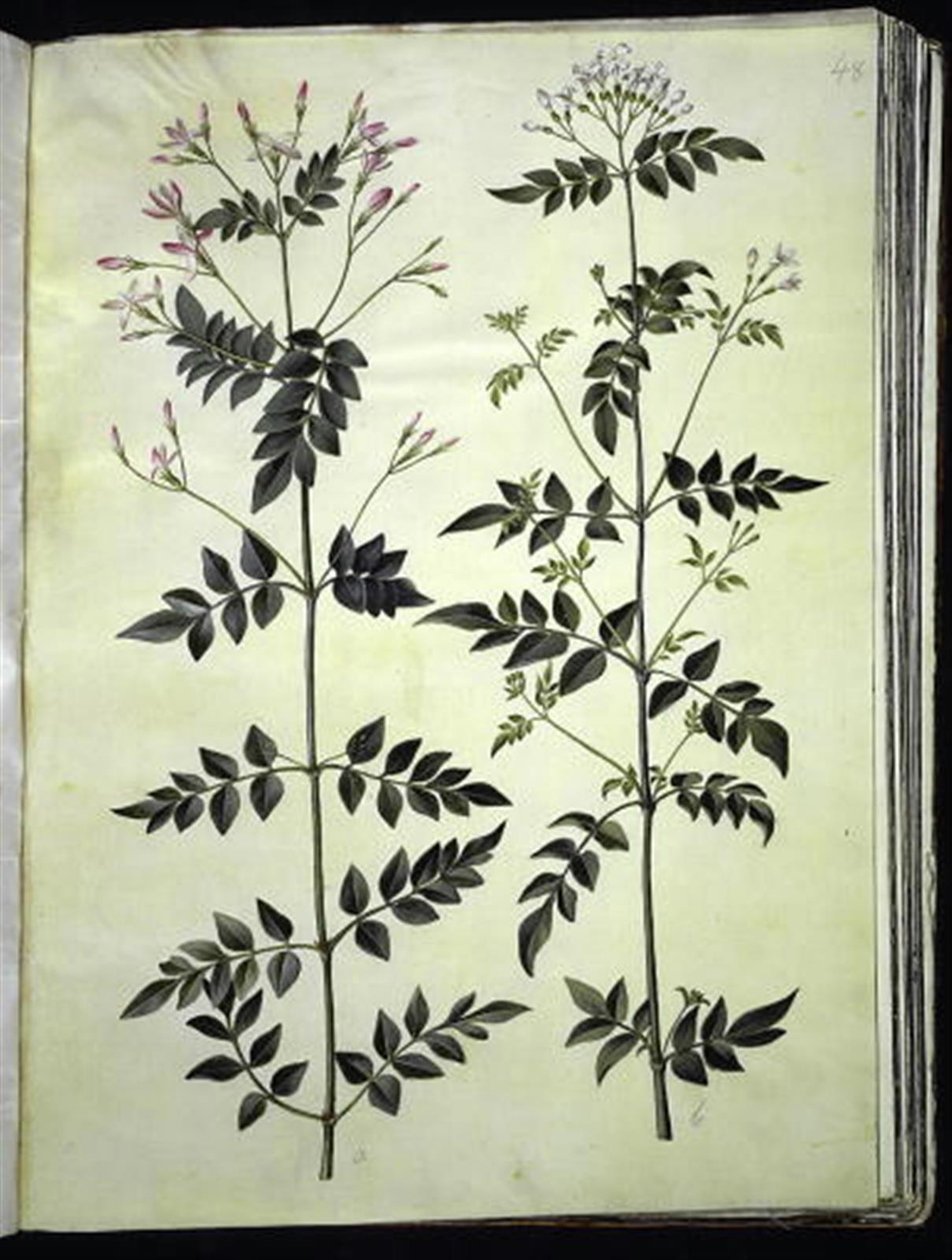 Jasminum officinale (common jasmine) by Hans Simon Holtzbecker