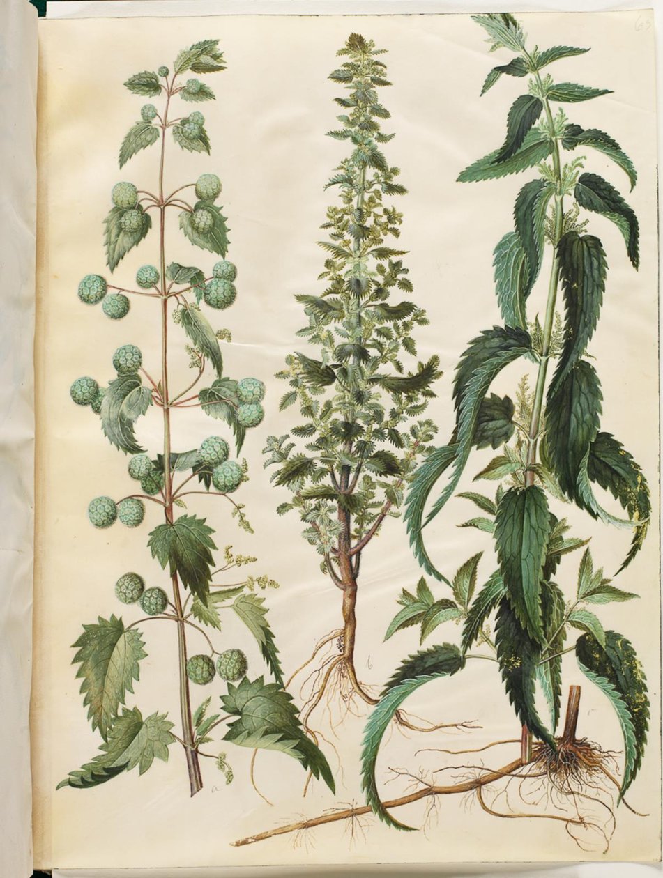 Urtica pilulifera (Roman Nettle); Urtica urens (Small Nettle); Urtica dioica (Large Nettle) by Hans Simon Holtzbecker