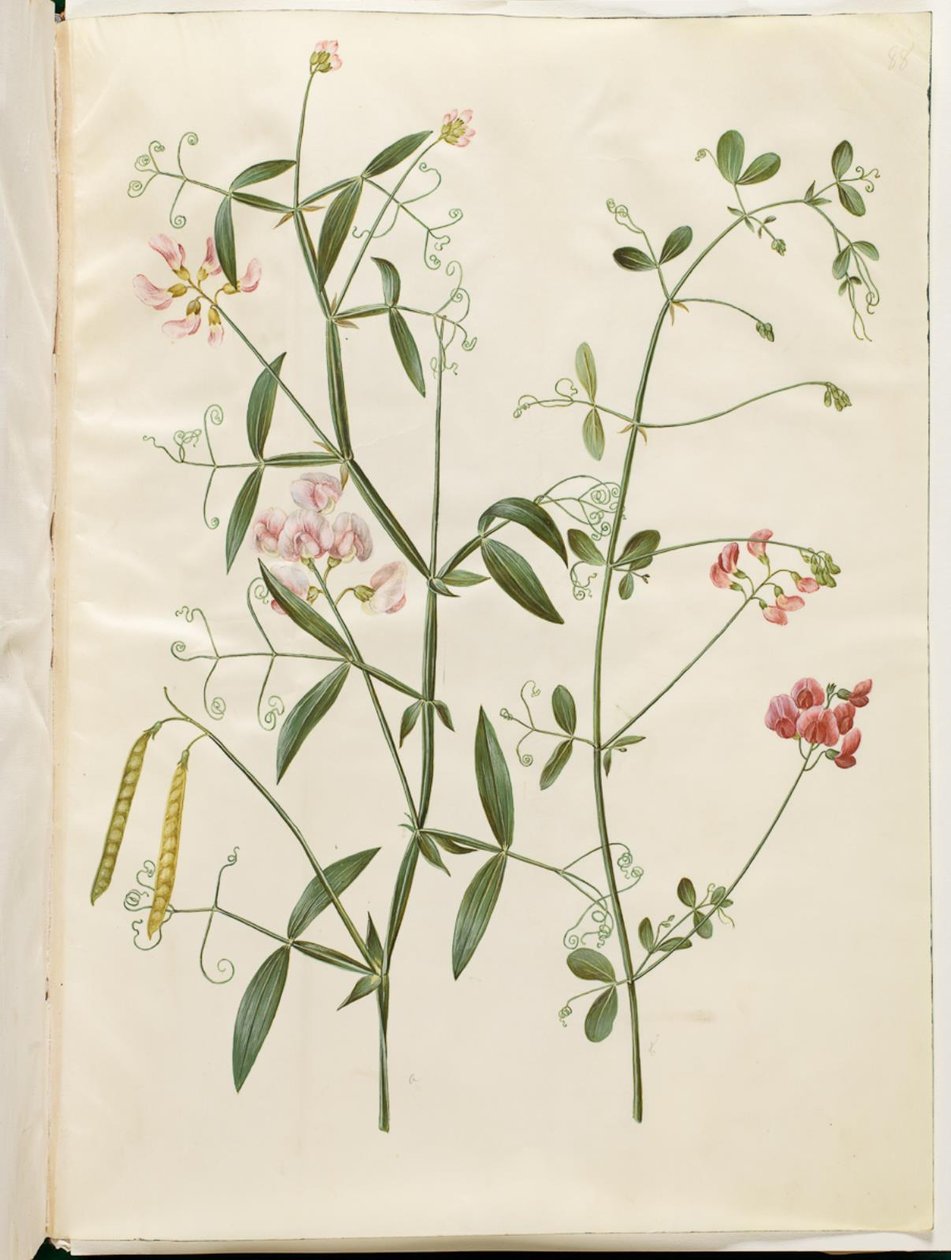 Lathyrus sylvestris; Lathyrus tuberosus by Hans Simon Holtzbecker