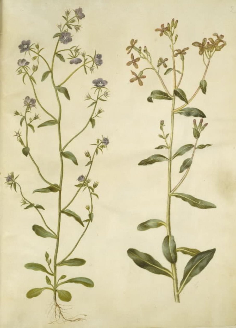 Legousia speculum-veneris (Venus