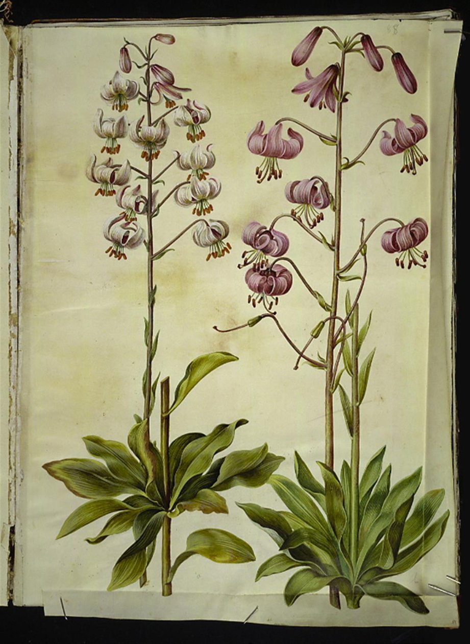 Lilium Martagon (Martagon Lily) by Hans Simon Holtzbecker