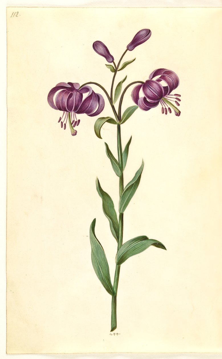Lilium martagon (Martagon Lily) by Hans Simon Holtzbecker