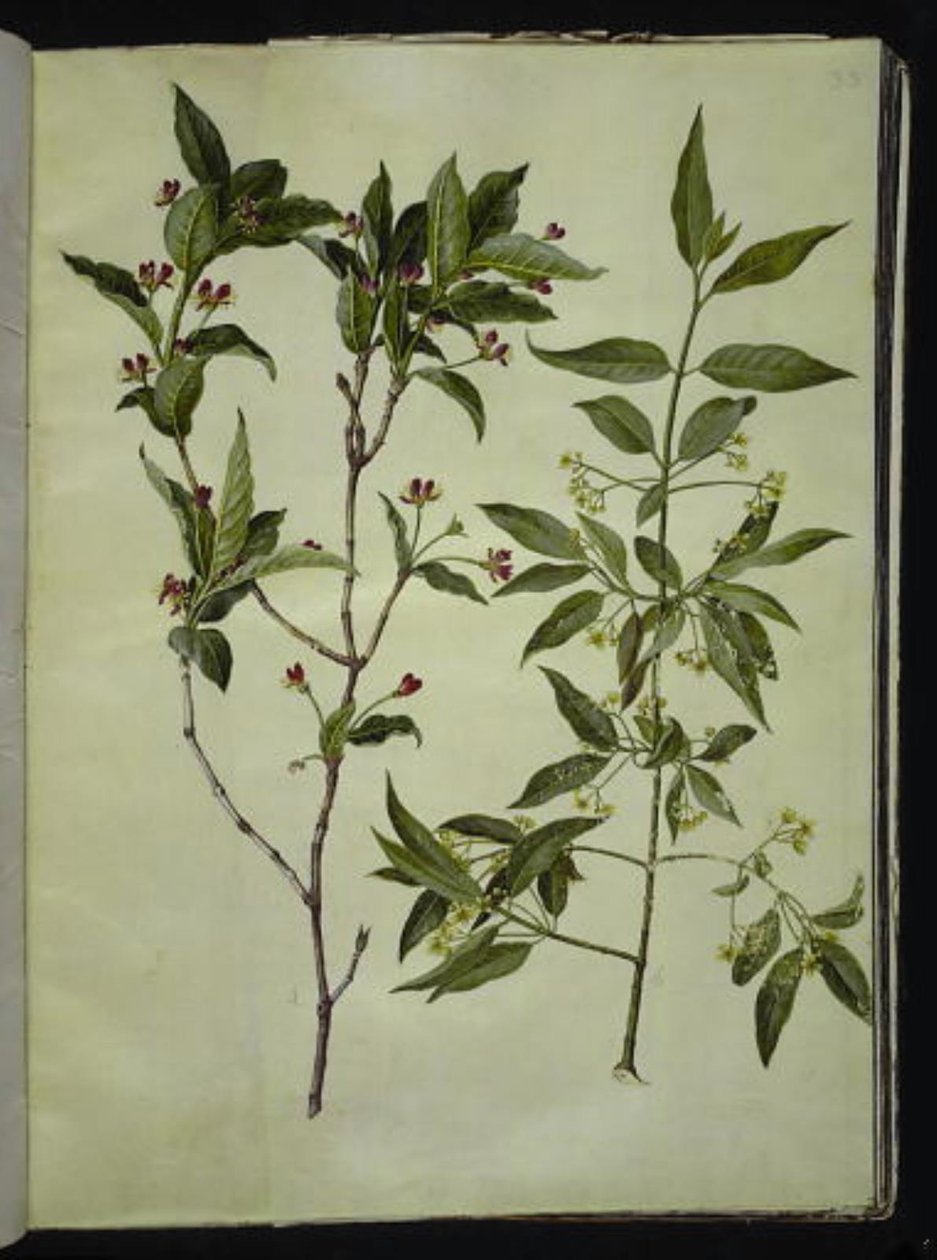 Lonicera alpigena; Euonymus europaeus by Hans Simon Holtzbecker