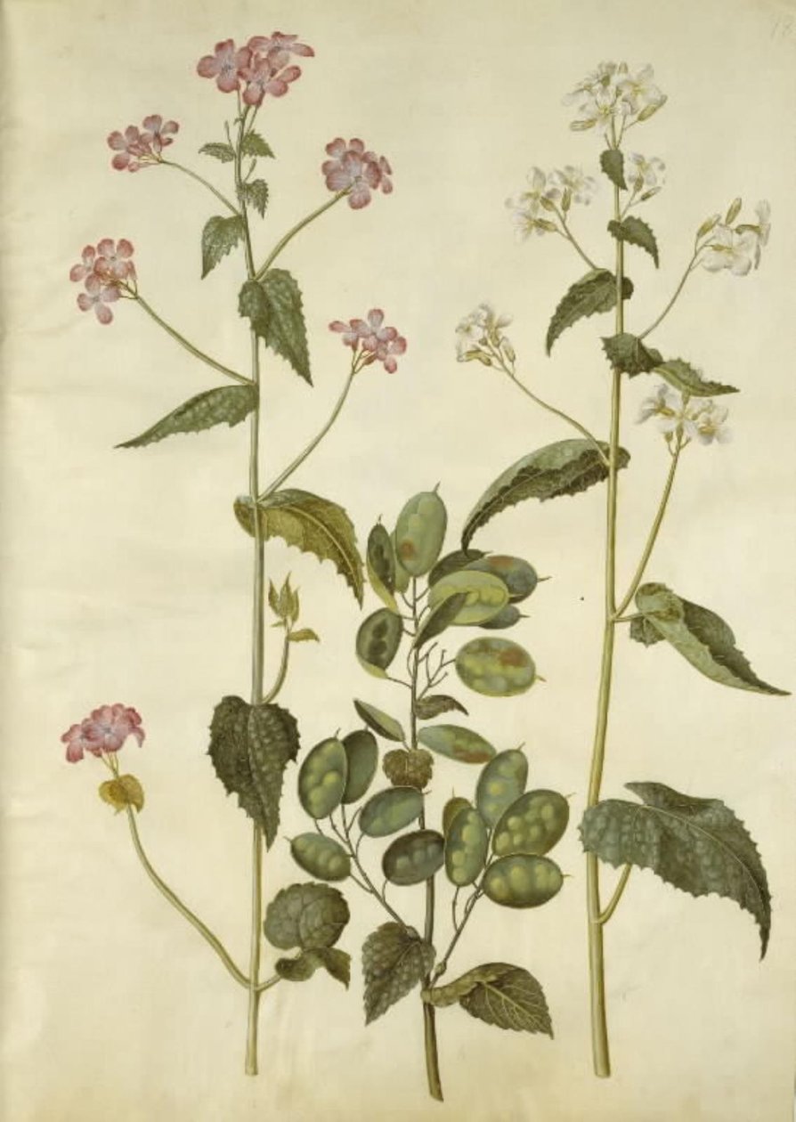 Lunaria Annua (Honesty) by Hans Simon Holtzbecker