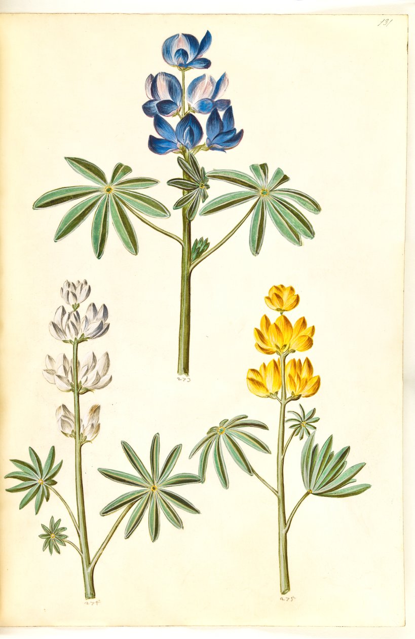 Lupinus pilosus (blue lupin); Lupinus albus (white lupin); Lupinus luteus (yellow lupin) by Hans Simon Holtzbecker