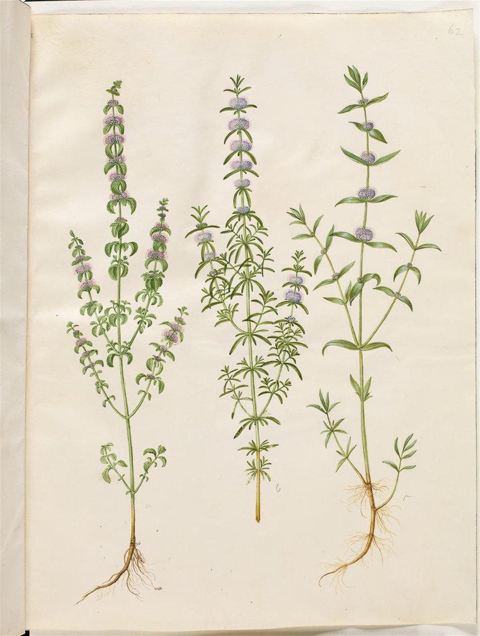 Mentha Pulegium (Pennyroyal); Mentha Cervina (Hart