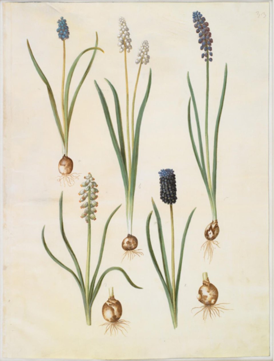 Muscari botryoides (Common Grape Hyacinth); Muscari racemosum (Clustered Grape Hyacinth); Muscari neglectum by Hans Simon Holtzbecker