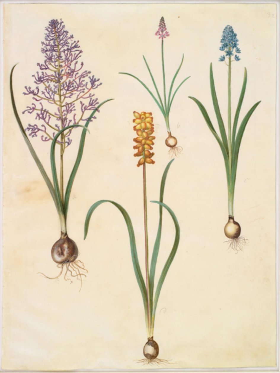 Muscari comosum (Feather Hyacinth); Scilla autumnalis (Autumn Squill); Hyacinthoides italica (Italian Bluebell); Muscari macrocarpum (Yellow Grape Hyacinth) by Hans Simon Holtzbecker