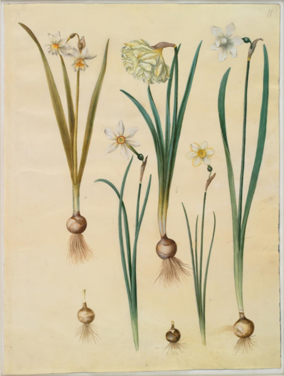 Narcissus ×medioluteus (Two-flowered Narcissus); Narcissus pseudonarcissus; Narcissus (Daffodil); Narcissus poeticus (Poet