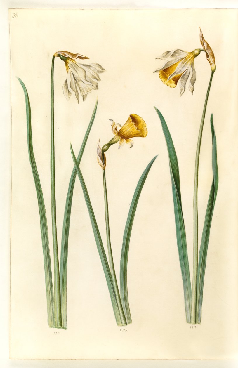 Narcissus pseudonarcissus moschatus (musk daffodil); Narcissus bulbocodium (hoop petticoat daffodil); Narcissus pseudonarcissus (daffodil) by Hans Simon Holtzbecker