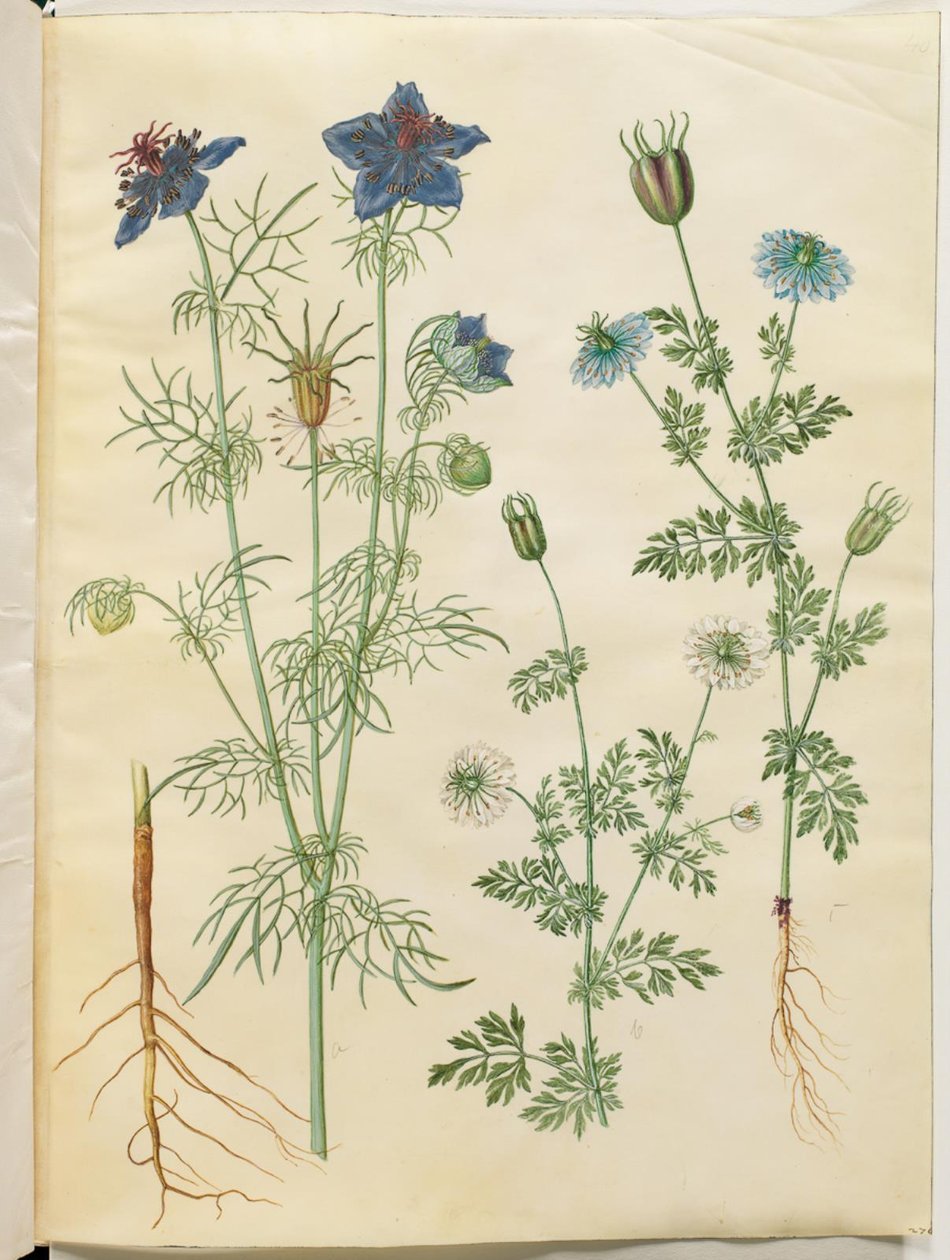 Nigella hispanica (Spanish Nigella); Nigella sativa (Black Cumin) by Hans Simon Holtzbecker