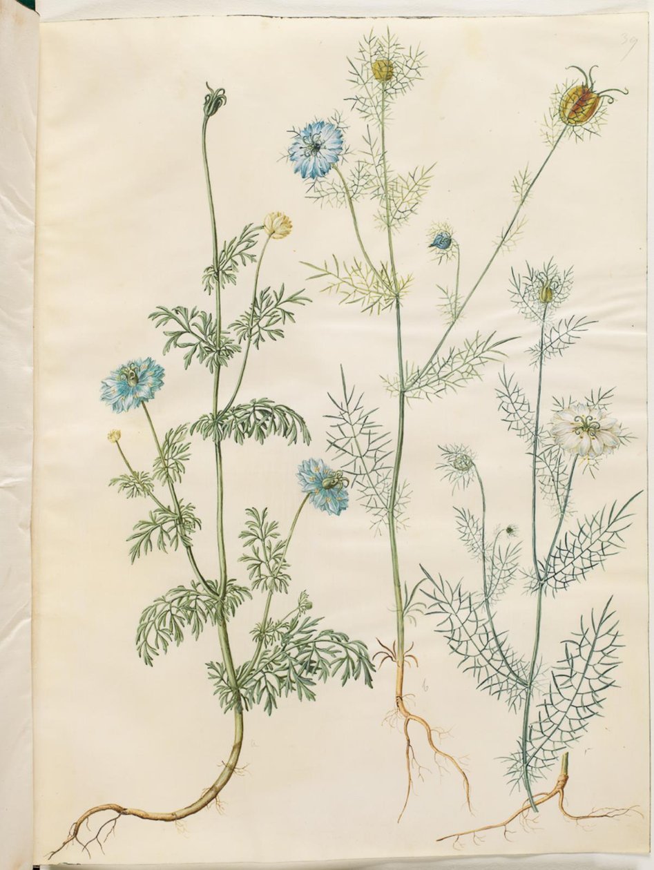 Nigella sativa (Black Cumin); Nigella damascena (Love-in-a-Mist) by Hans Simon Holtzbecker