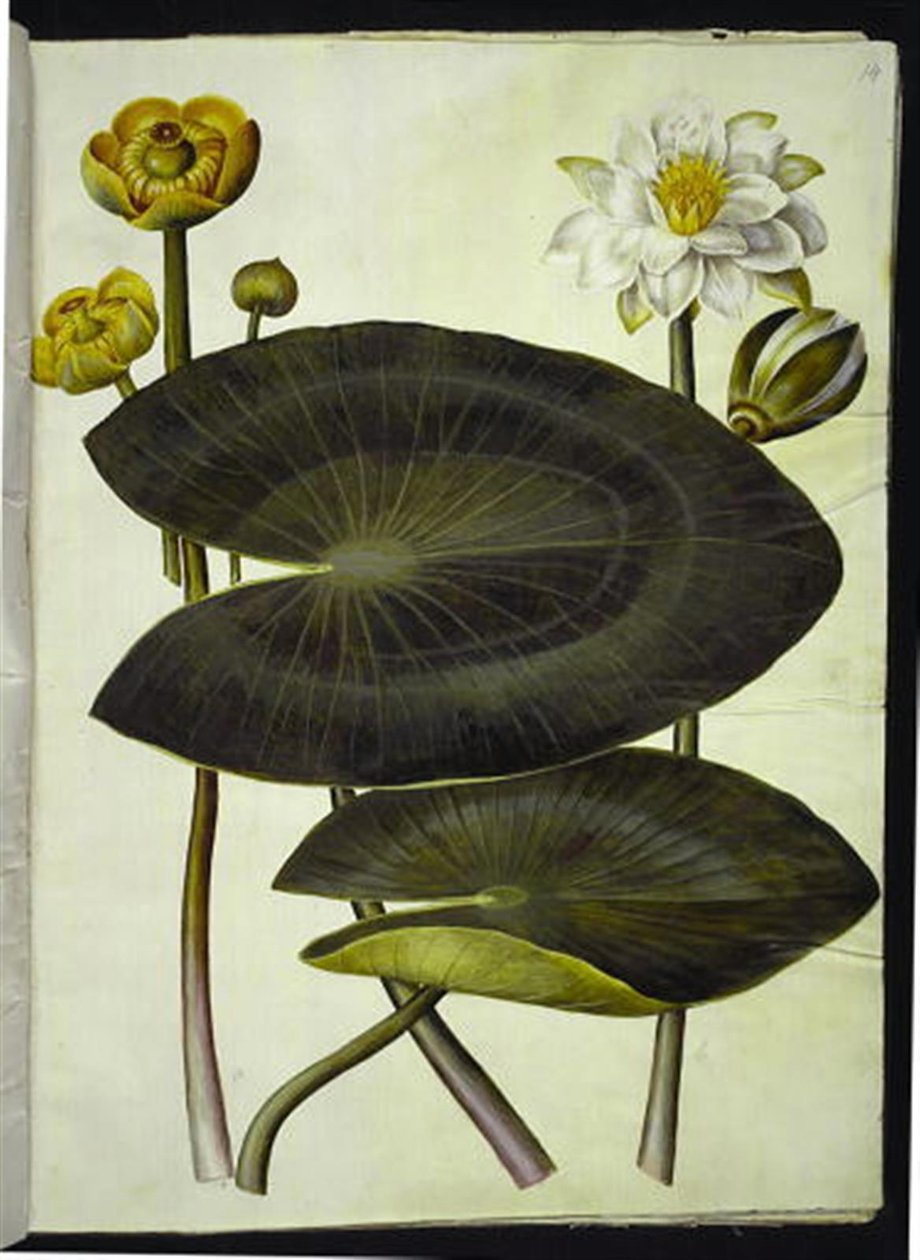 Nuphar lutea (Yellow Water Lily); Nymphaea alba (White Water Lily) by Hans Simon Holtzbecker