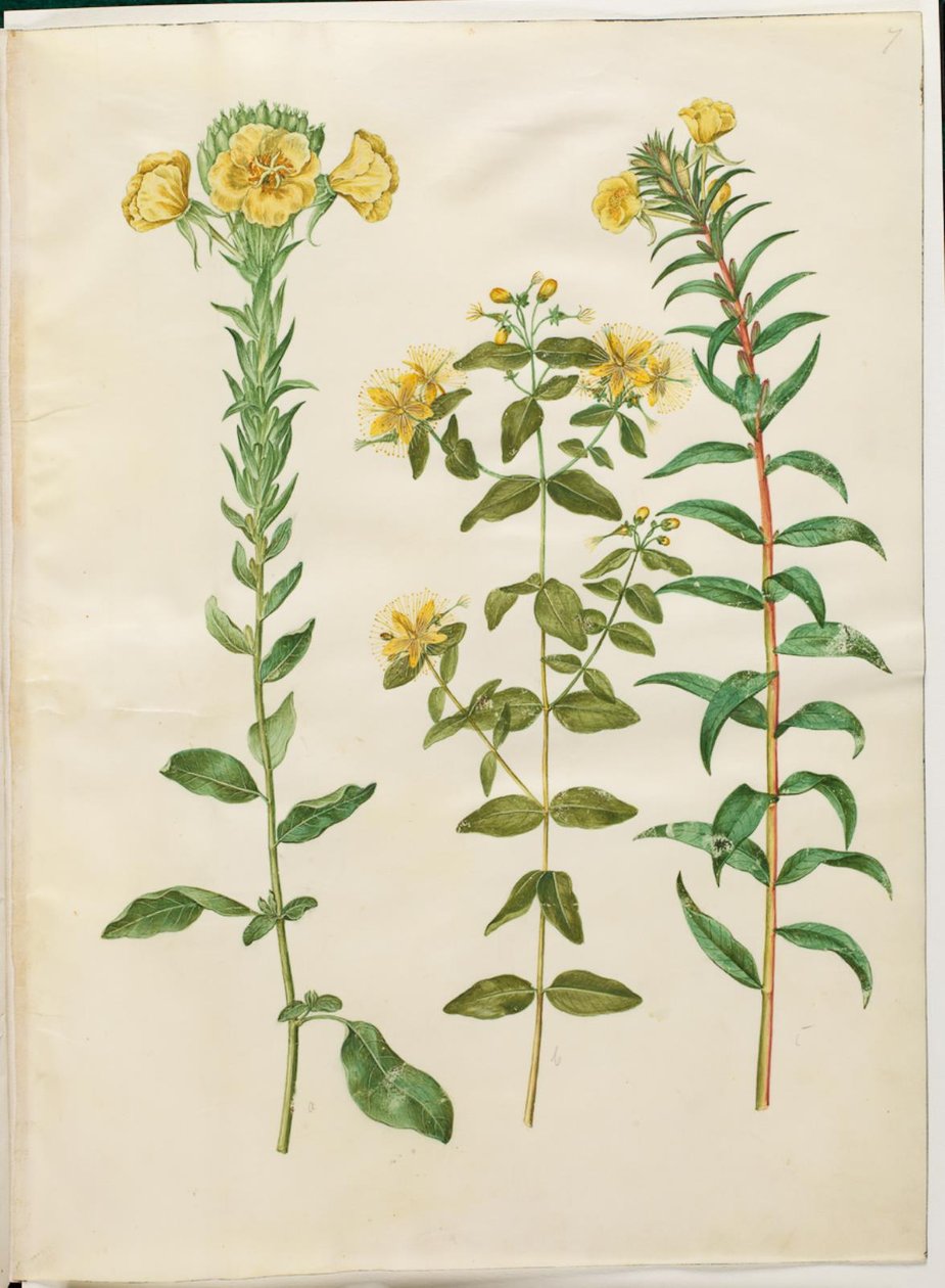 Oenothera biennis; Hypericum hircinum; Oenothera rubricaulis by Hans Simon Holtzbecker
