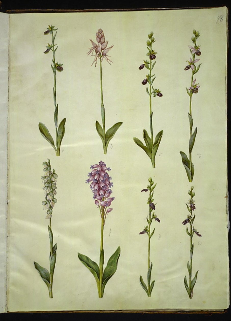 Ophrys apifera or Ophrys sphegodes (Bee Orchid or Early Spider Orchid); Orchis simia (Monkey Orchid); Ophrys apifera (Bee Orchid); Orchis (Orchid); Orchis militaris (Military Orchid); Ophrys insectifera (Fly Orchid) by Hans Simon Holtzbecker