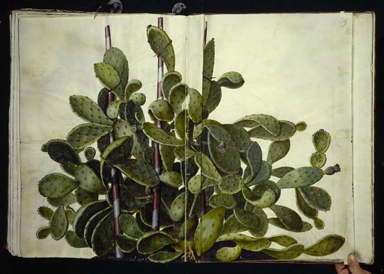 Opuntia ficus-indica, Opuntia humifusa, or Opuntia monacantha (species of prickly pear) by Hans Simon Holtzbecker