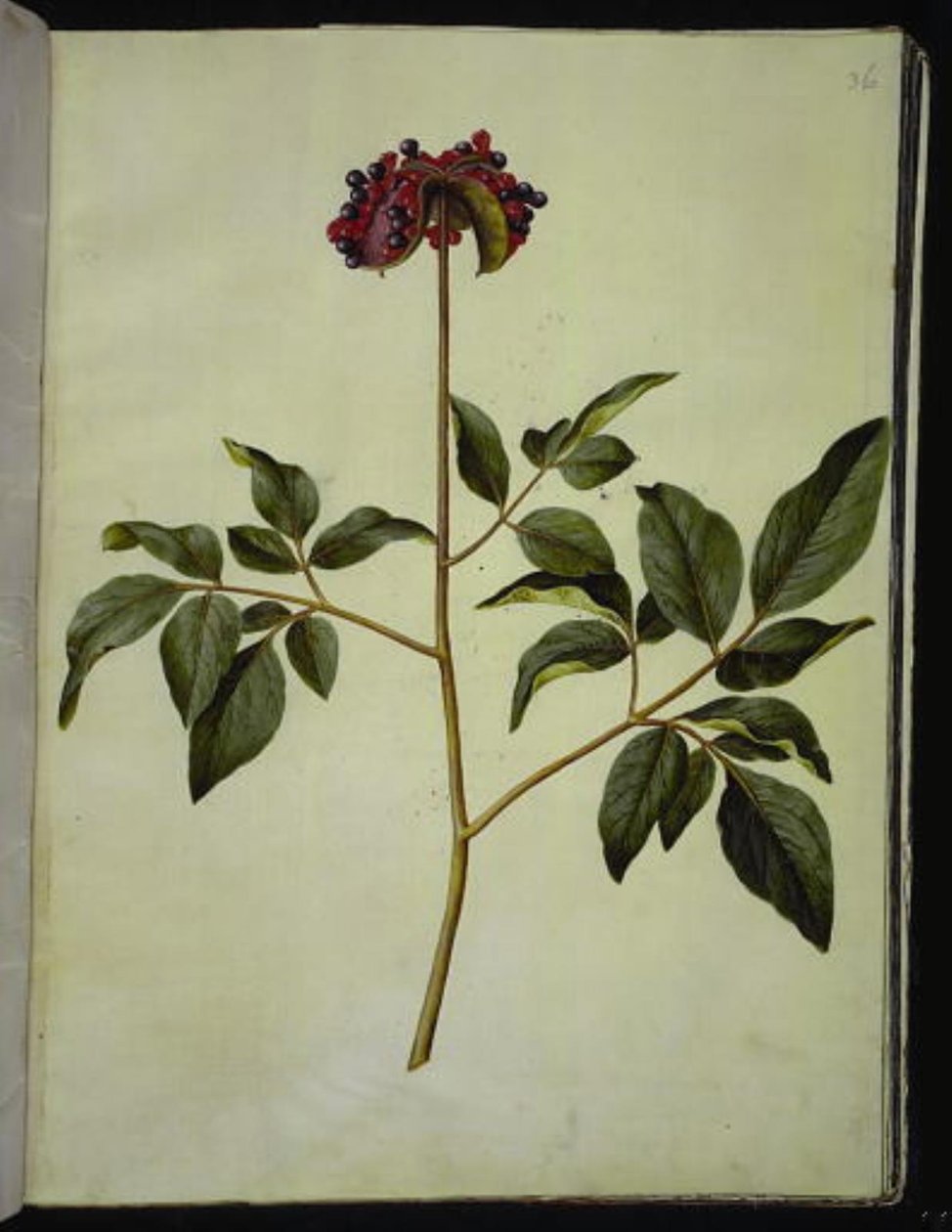 Paeonia mascula (male peony) by Hans Simon Holtzbecker