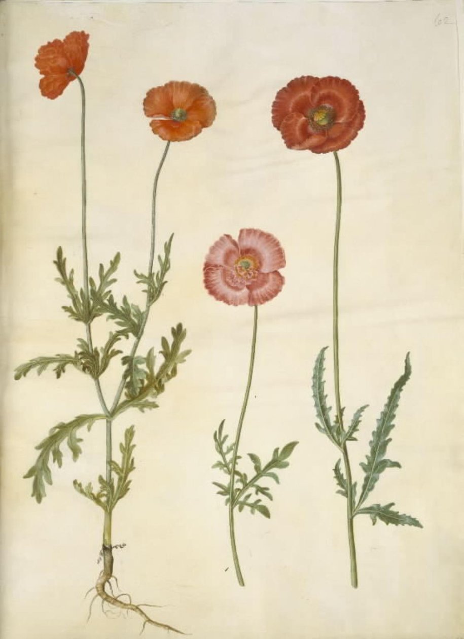 Papaver dubium (Long-headed Poppy); Papaver rhoeas (Common Poppy) by Hans Simon Holtzbecker