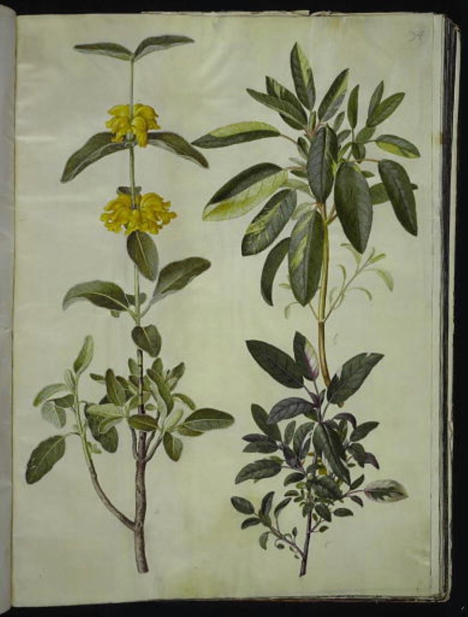 Phlomis fruticosa (Jerusalem Sage); Salvia officinalis (Common Sage) by Hans Simon Holtzbecker