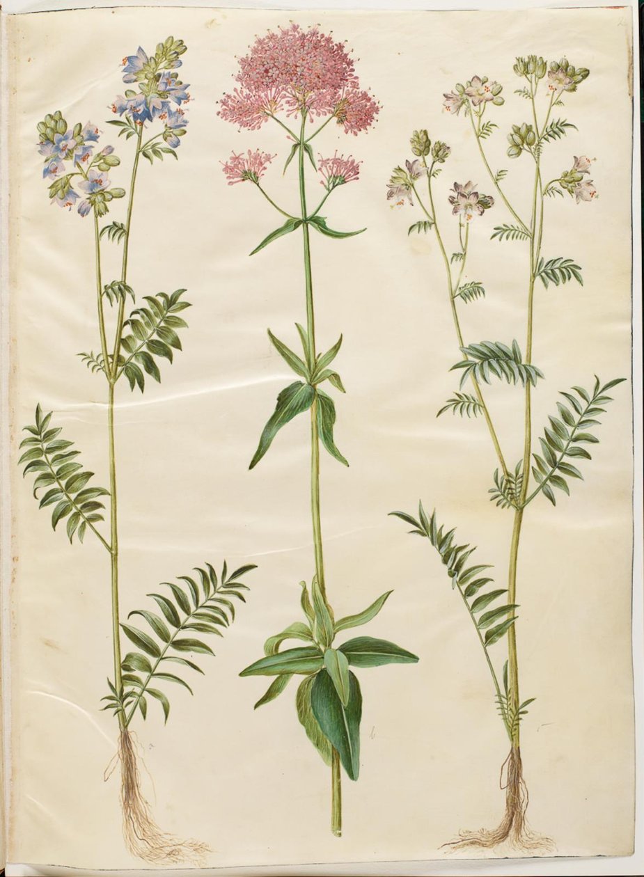 Polemonium caeruleum (Jacob
