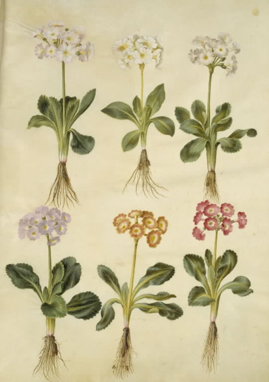 Primula ×pubescens (Garden Auricula) by Hans Simon Holtzbecker