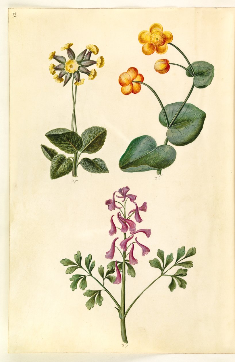 Primula veris (Cowslip); Caltha palustris (Marsh Marigold); Corydalis cava (Hollowroot) by Hans Simon Holtzbecker