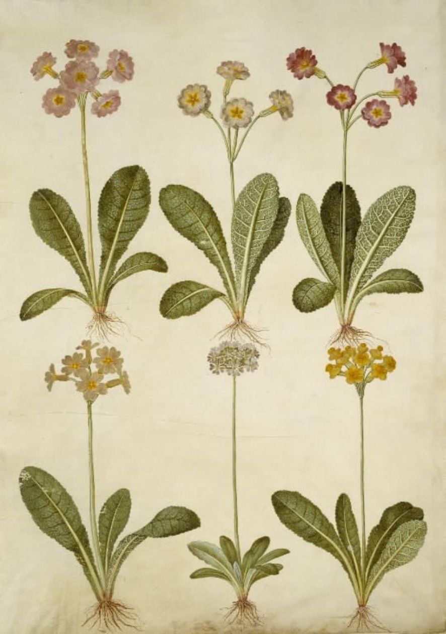 Primula veris (hybrid of cowslip); Primula farinosa (mealy primrose) by Hans Simon Holtzbecker