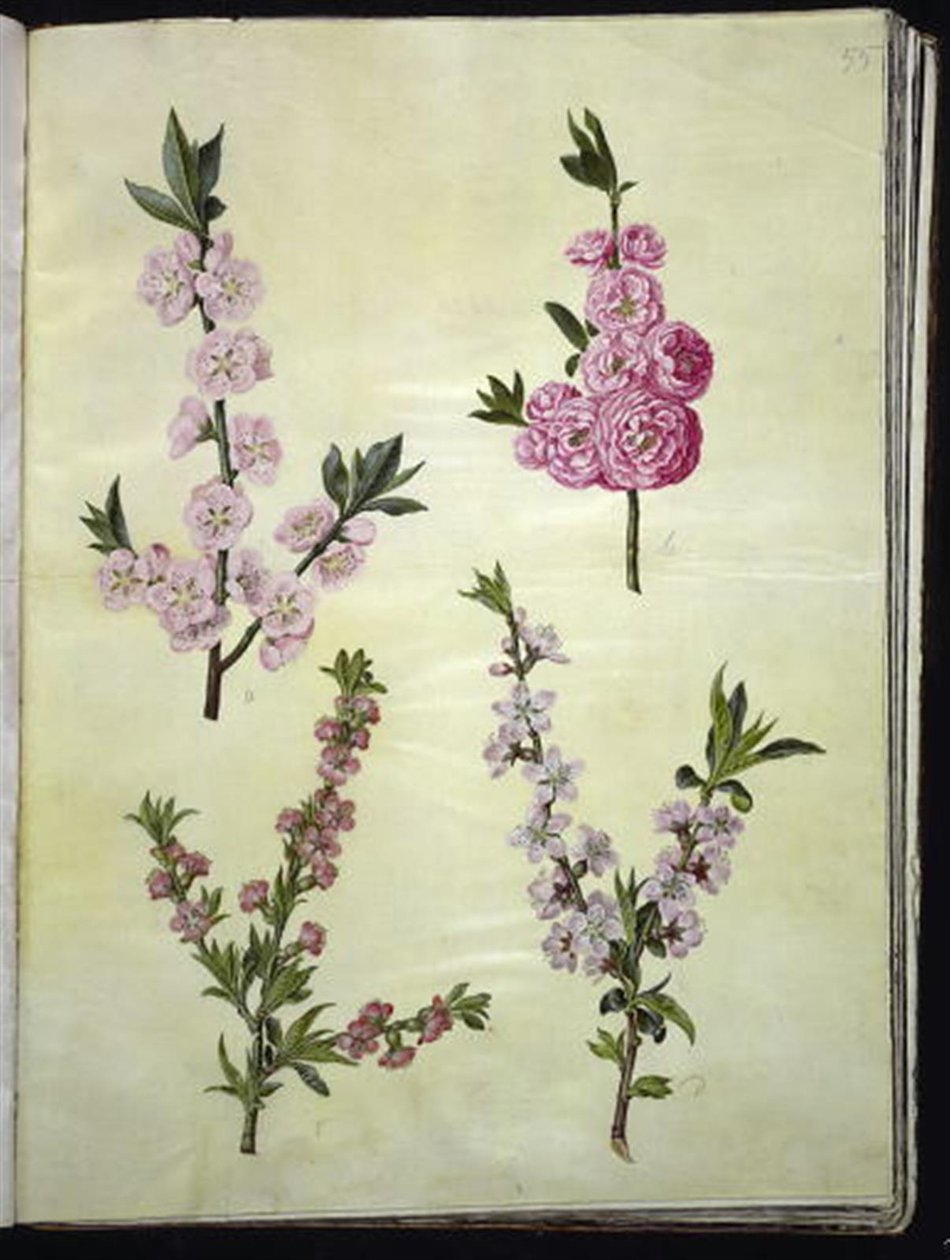 Almond; Peach by Hans Simon Holtzbecker