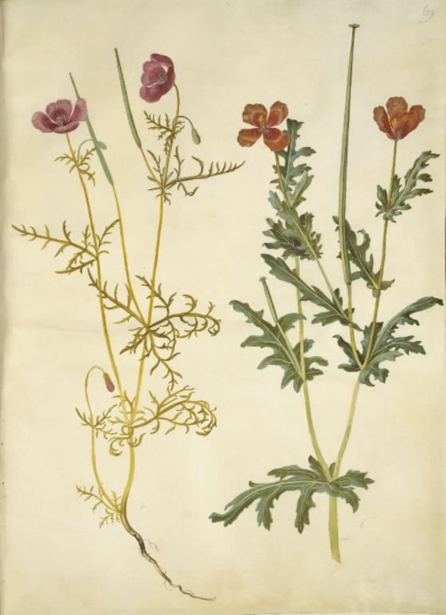 Roemeria hybrida (Violet Horned Poppy); Glaucium corniculatum (Red Horned Poppy) by Hans Simon Holtzbecker