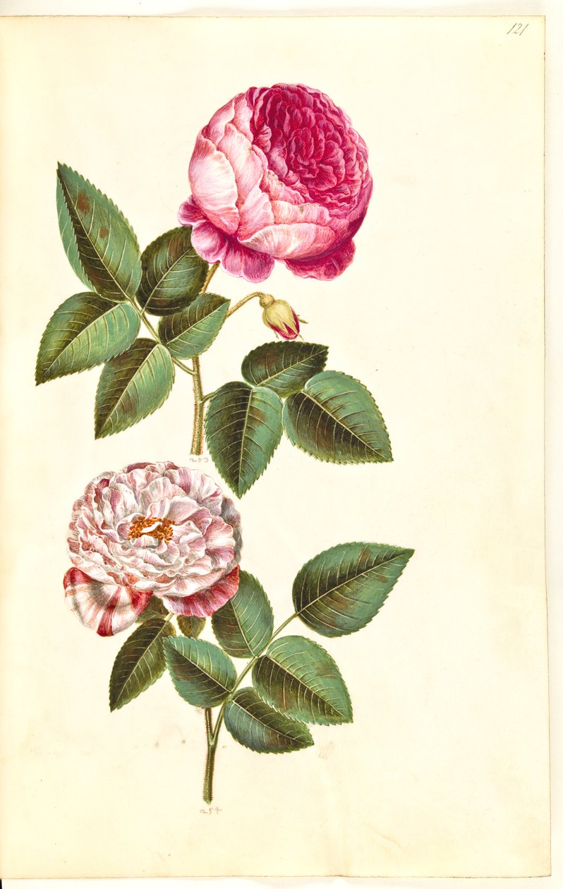 Rosa ×centifolia (centifolia rose); Rosa gallica versicolor (
