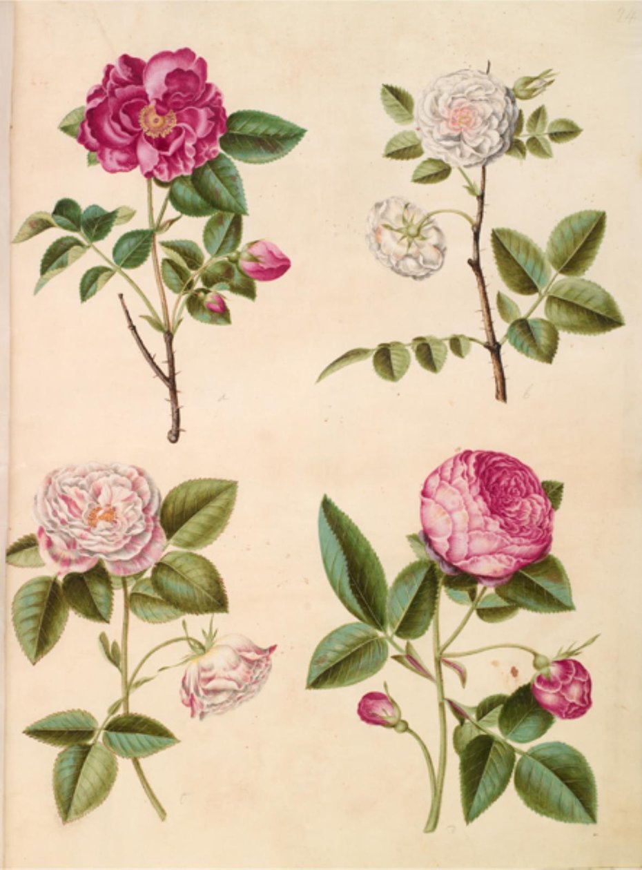 Rosa gallica (Apothecary