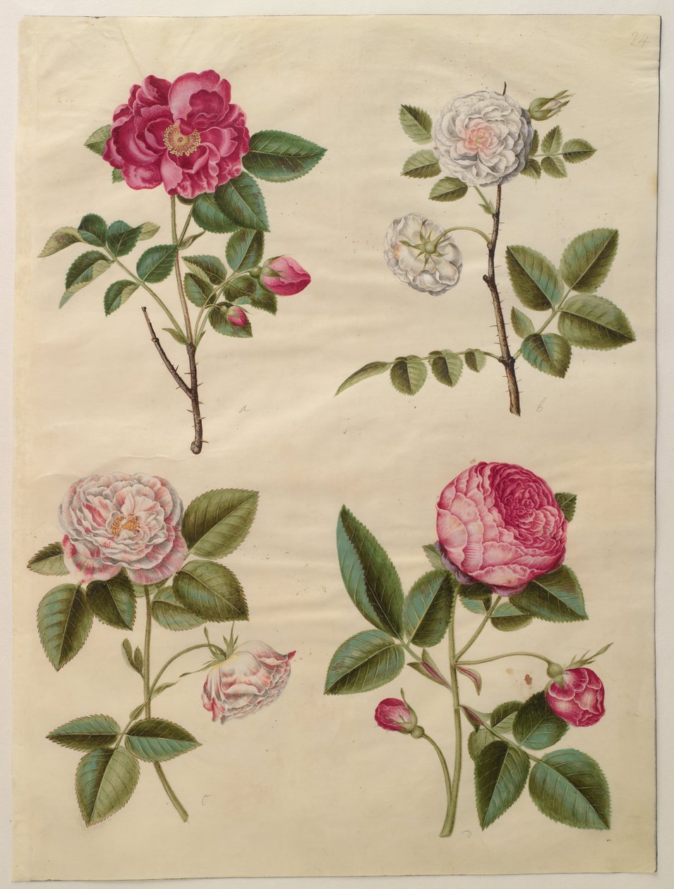 Rosa gallica by Hans Simon Holtzbecker