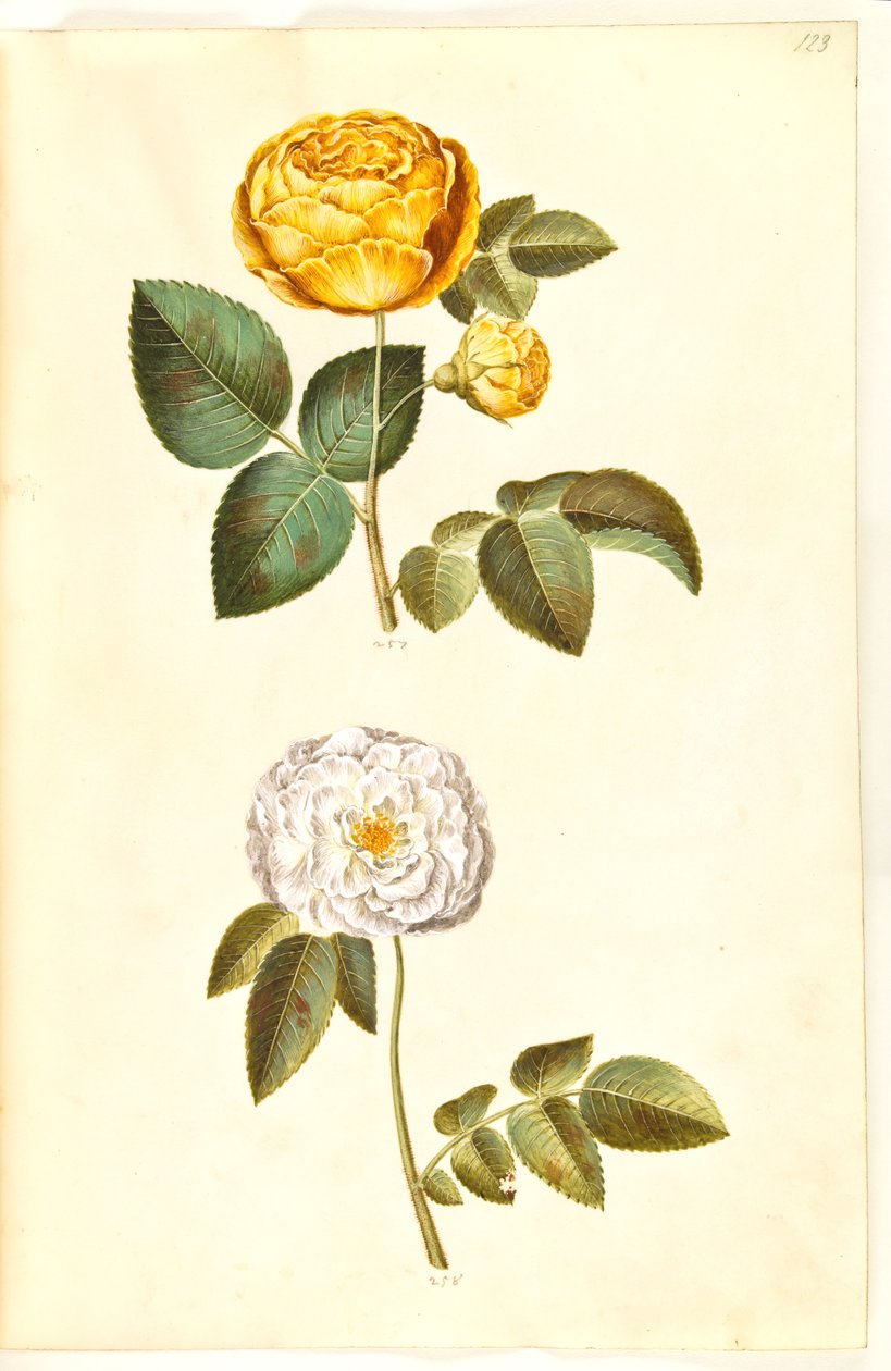 Rosa Hemisphaerica; Rosa × Alba by Hans Simon Holtzbecker