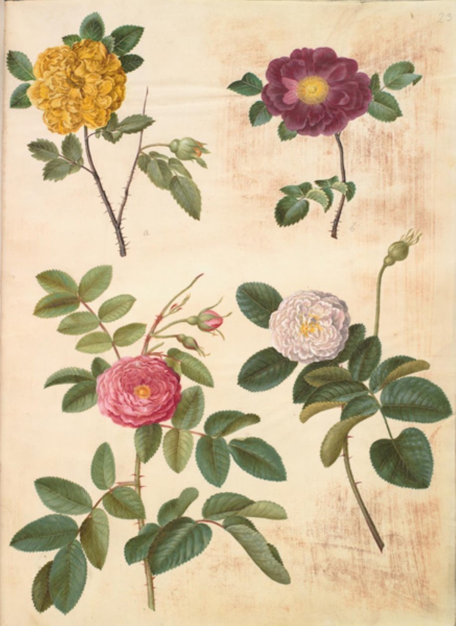Rosa hemisphaerica (sulphur rose); Rosa gallica (velvet rose); Rosa ×damascena (damask rose) by Hans Simon Holtzbecker