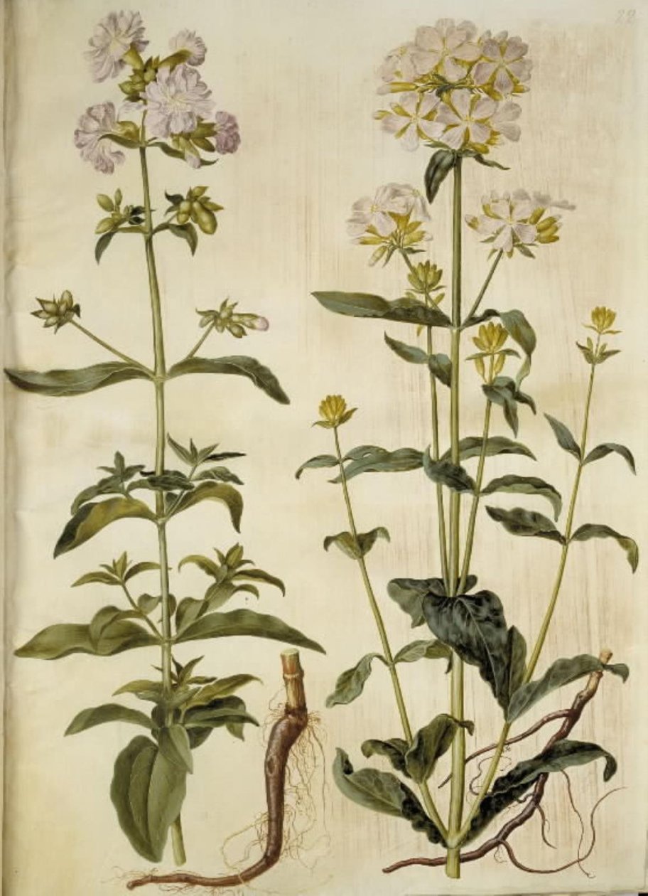 Saponaria officinalis (Common Soapwort) by Hans Simon Holtzbecker