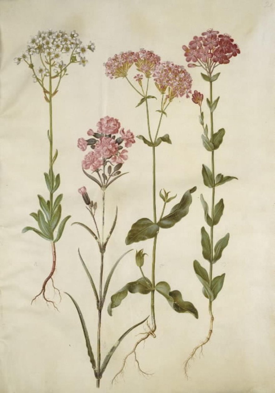 Saxifraga Paniculata (Rock Saxifrage); Silene Viscaria (Sticky Catchfly); Silene Armeria (Sweet William Catchfly) by Hans Simon Holtzbecker