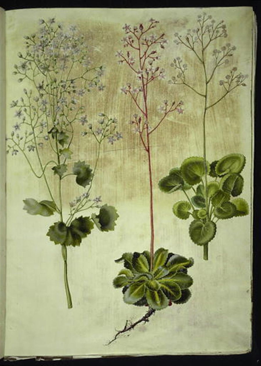 Saxifraga rotundifolia (round-leaved saxifrage); Saxifraga umbrosa (shade saxifrage); Saxifraga geum (porcelain flower) by Hans Simon Holtzbecker