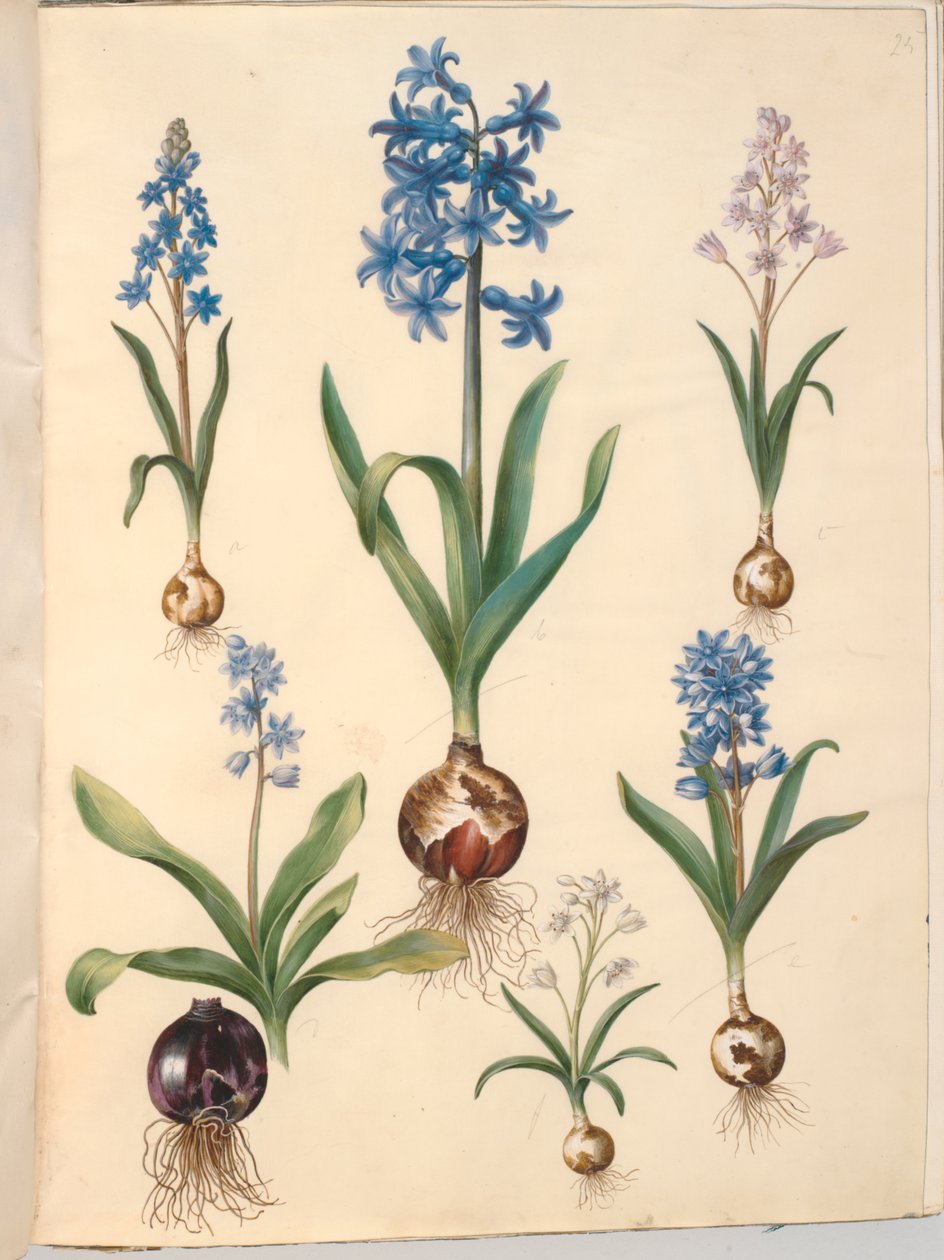 Scilla bifolia (tobladet skilla); Hyacinthus orientalis (almindelig hyacint); Scilla amoena (himmelblå skilla) by Hans Simon Holtzbecker