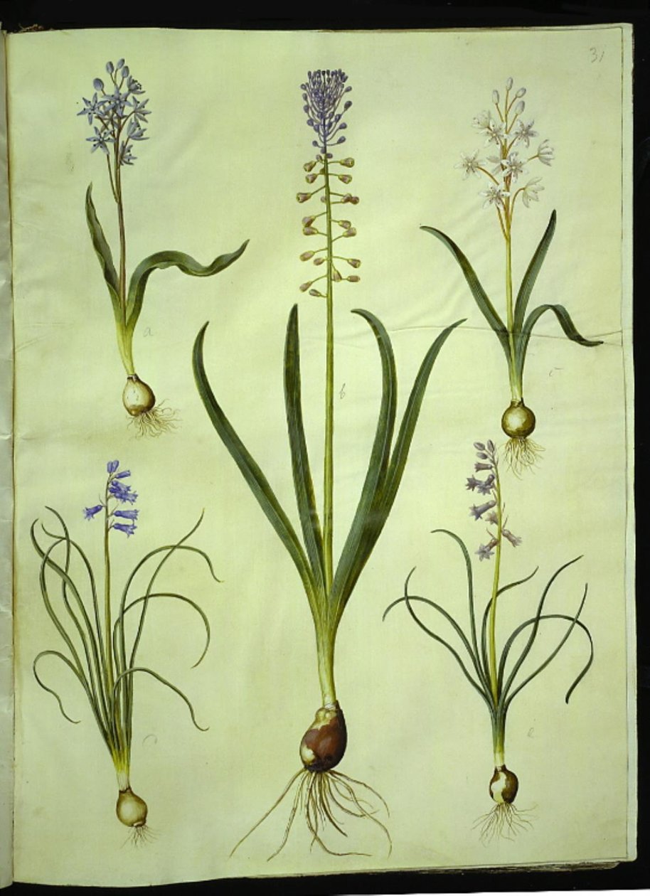 Scilla bifolia; Muscari comosum; Brimeura amethystina by Hans Simon Holtzbecker