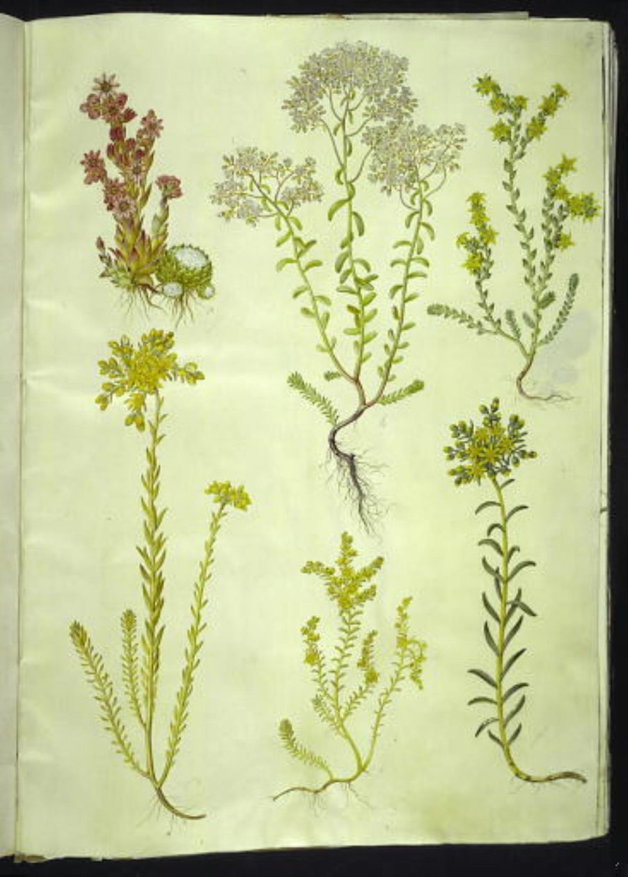 Sempervivum arachnoideum (Cobweb Houseleek); Sedum album (White Stonecrop); Sedum acre (Biting Stonecrop); Sedum rupestre (Rock Stonecrop); Sedum sexangulare (Six-rowed Stonecrop) by Hans Simon Holtzbecker