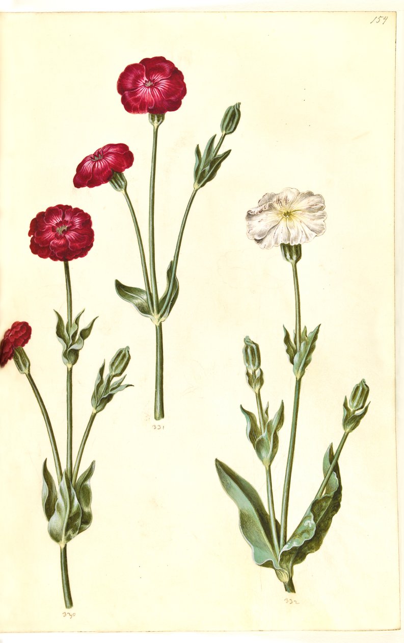 Silene coronaria by Hans Simon Holtzbecker
