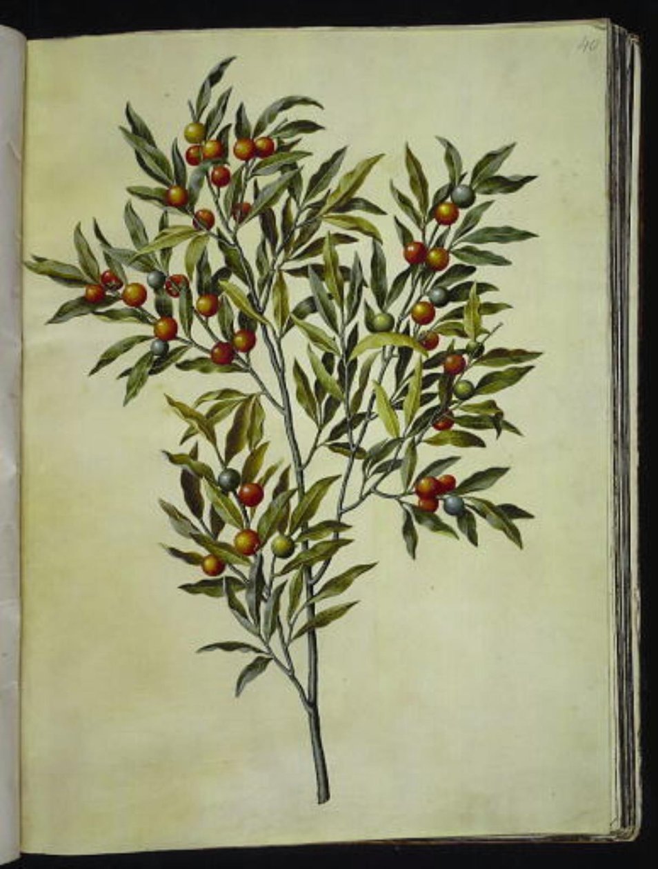 Solanum pseudocapsicum (Jerusalem Cherry) by Hans Simon Holtzbecker