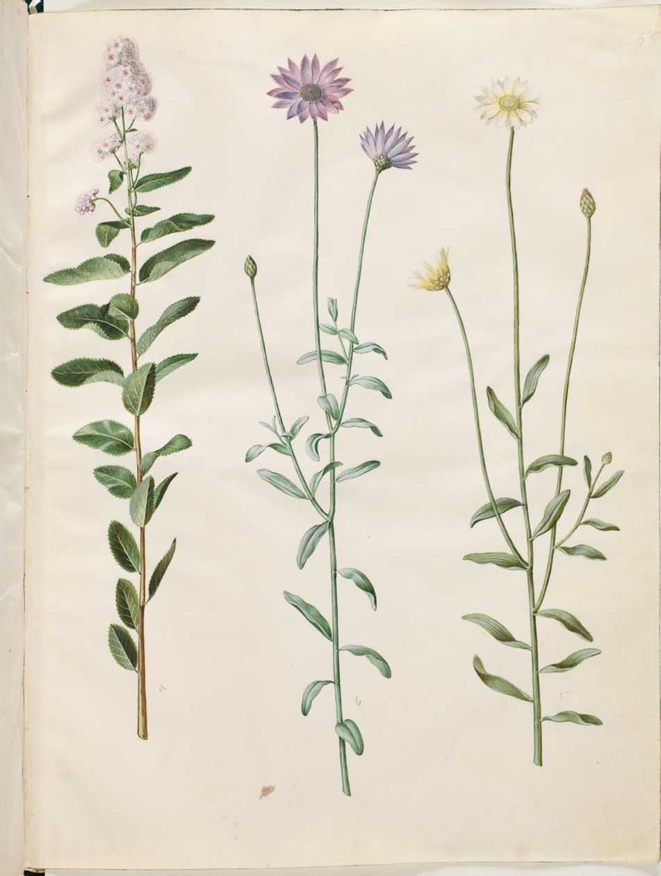 Spiraea salicifolia (Willow-leaved Spiraea); Catananche caerulea (Blue Cupid