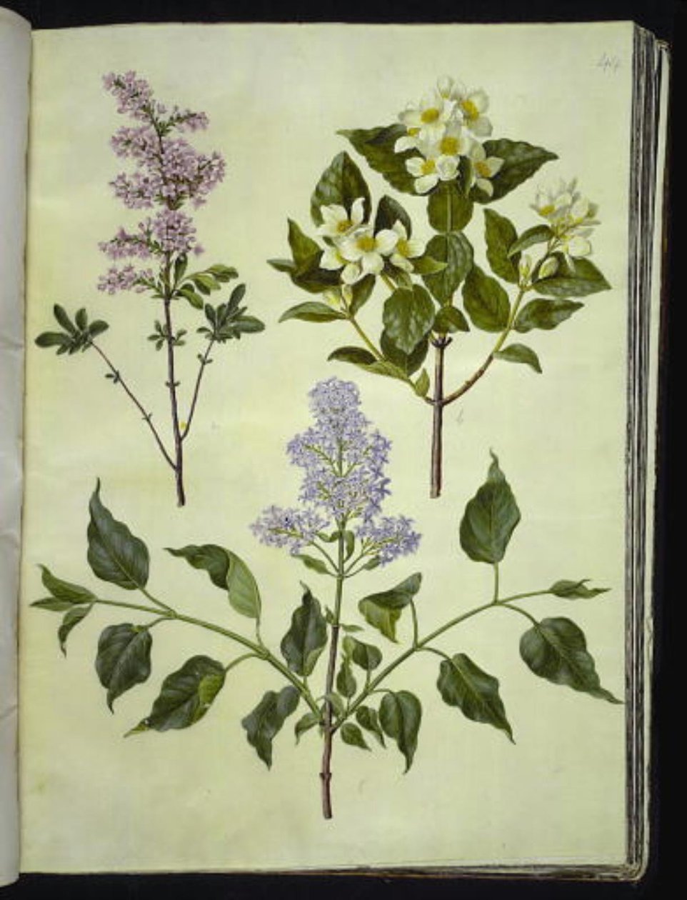 Syringa ×persica (Persian Lilac); Philadelphus coronarius (Mock Orange); Syringa vulgaris (Common Lilac) by Hans Simon Holtzbecker