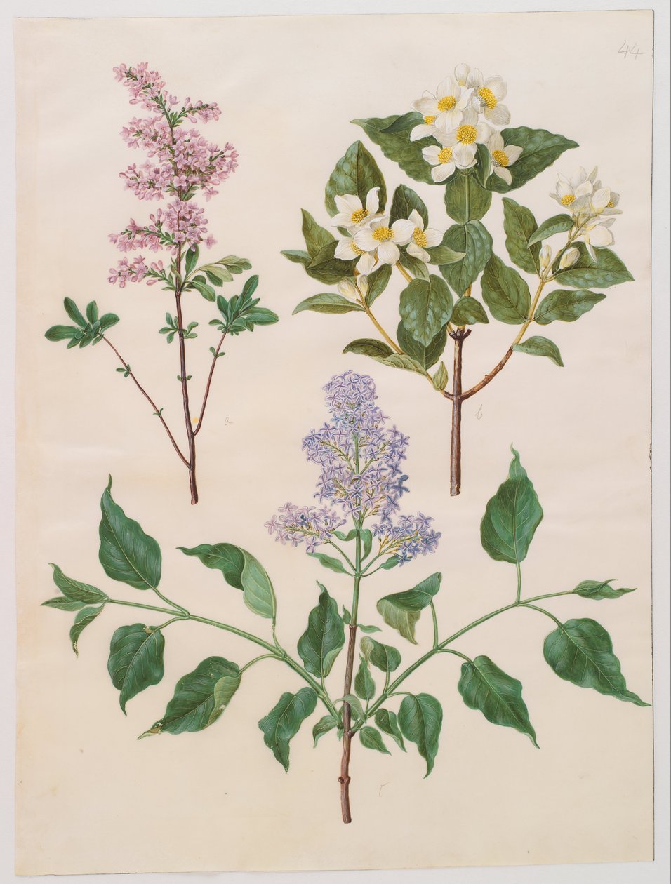 Syringa x persica; Philadelphus coronarius; Syringa vulgaris by Hans Simon Holtzbecker