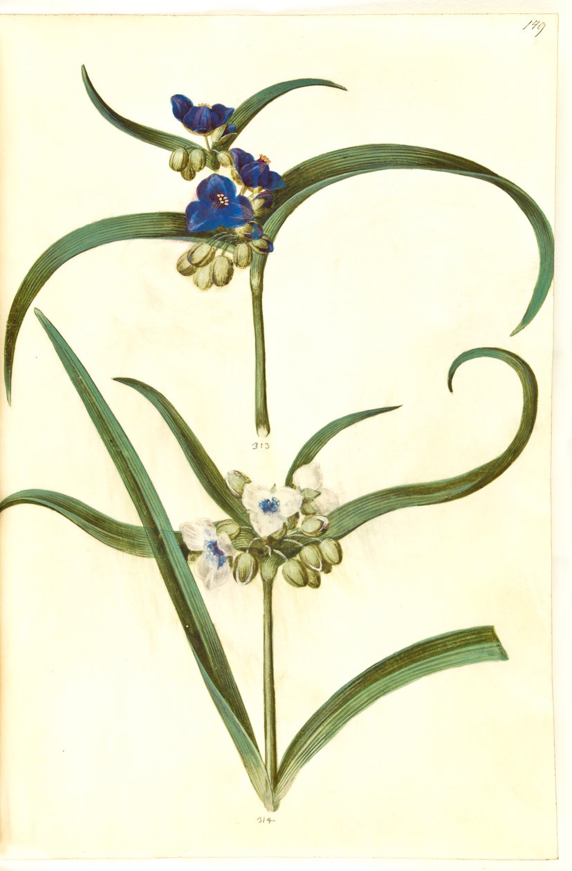 Tradescantia Virginiana or Tradescantia Ohiensis (?) (Spiderwort) by Hans Simon Holtzbecker