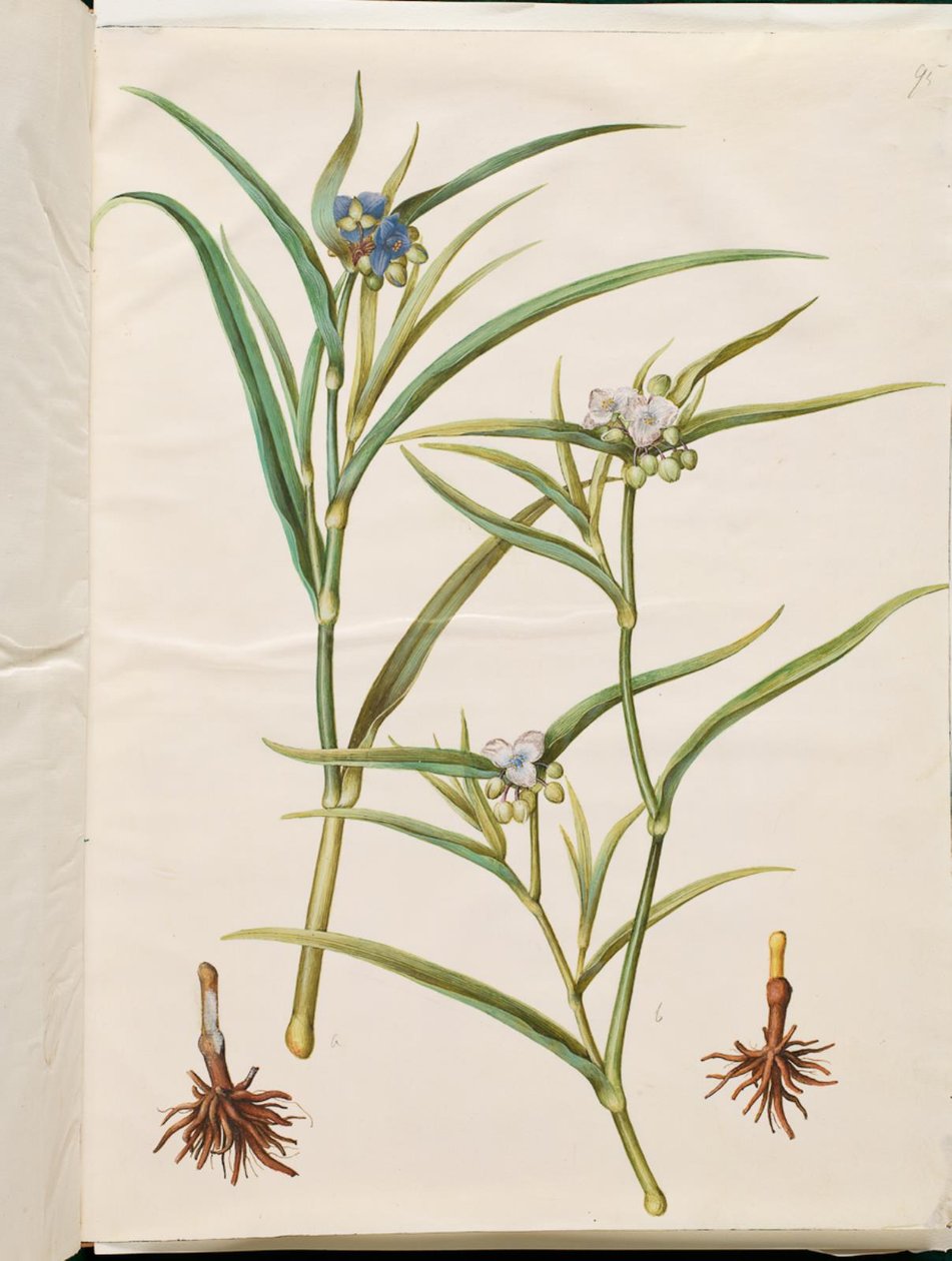 Tradescantia virginiana or Tradescantia ohiensis by Hans Simon Holtzbecker