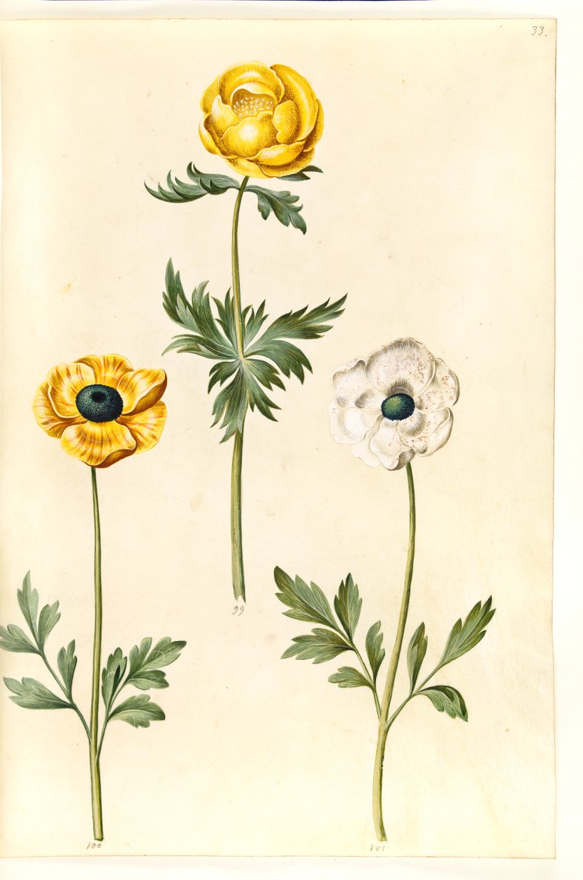 Trollius europaeus (European Globe Flower); Ranunculus asiaticus (Garden Ranunculus) by Hans Simon Holtzbecker