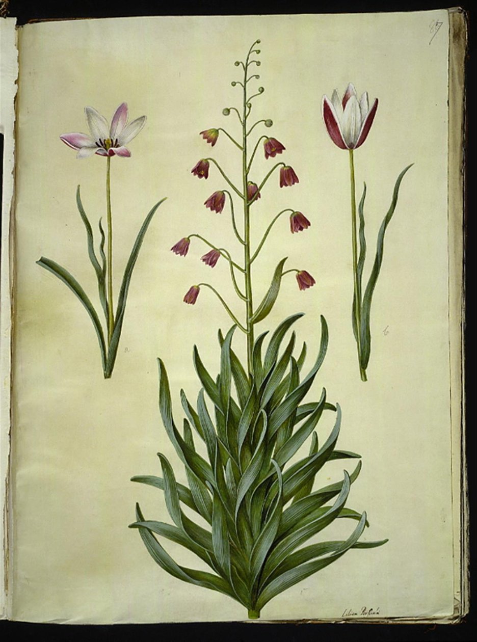 Tulipa clusiana (Clusius