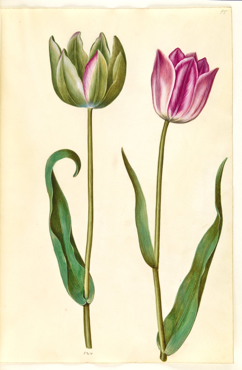 Tulipa gesneriana (Garden Tulip) by Hans Simon Holtzbecker